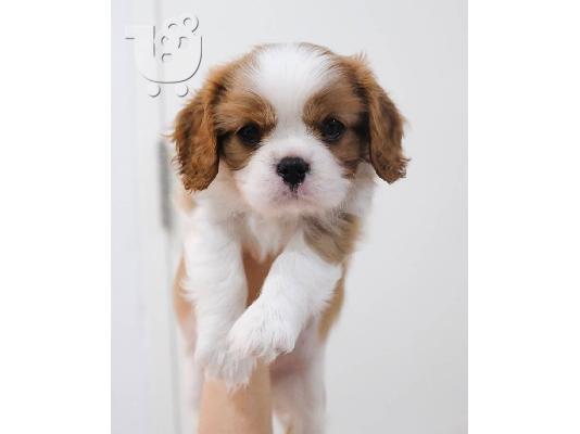 Έχω τα κουτάβια Cavalier King Charles Spaniel προς πώληση.