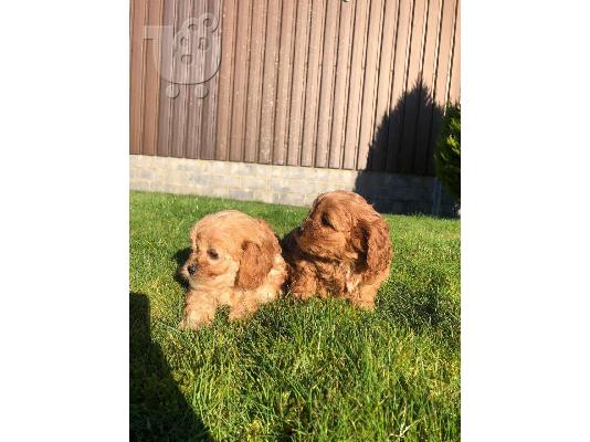 PoulaTo: Όμορφα κουτάβια Cavapoo