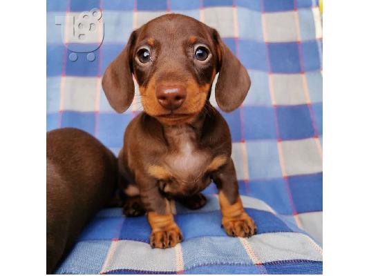 Dachshund