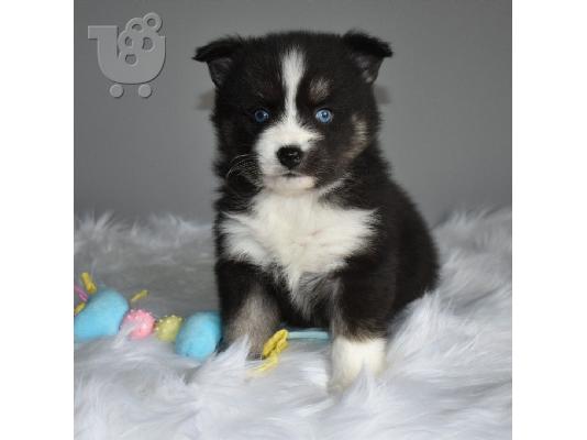 Εκπληκτικά Pomsky κουτάβια