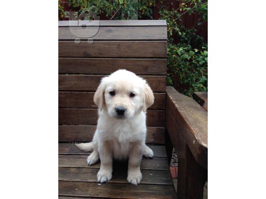Όμορφα κουτάβια λαβράδων Retriever προς πώληση.