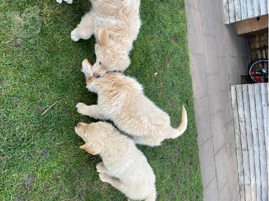 Πωλείται κουτάβι Golden Retriever