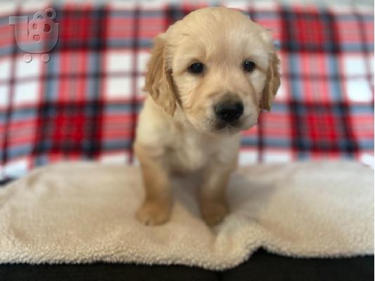 PoulaTo: υπέροχο xmas golden retriever κουτάβι προς πώληση
