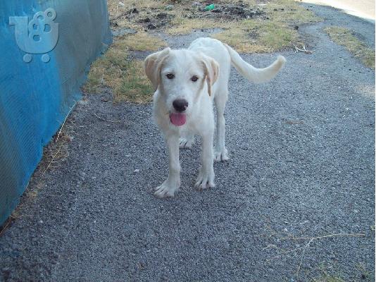 Μεγαλοσωμη λευκη γκριφον χαριζεται