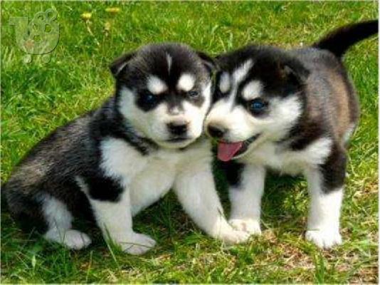 PoulaTo: Koutávia tis Sivirías Husky, katharóaimo, mégisti poiótita.