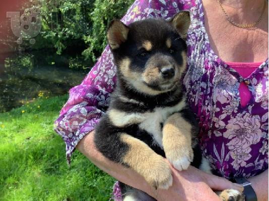 PoulaTo: Ιαπωνικά Shiba Inu