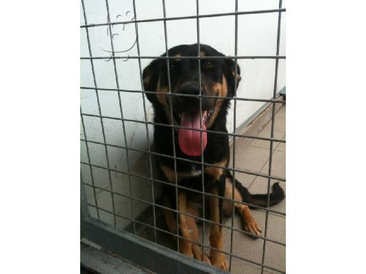 Νεαρη σκυλιτσα χαριζεται