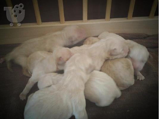 PoulaTo: Κουταβια Golden retriever (Χρυσος θησαματοφορος)