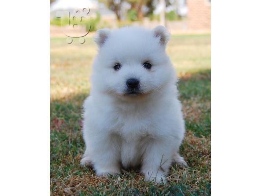 PoulaTo: Επιλεγμένα Καθαρόαιμα Spitz