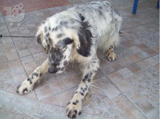 Σεττερ η Sunday χαριζεται