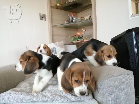 Gorgeous Kc εγγεγραμμένα Beagle Pups