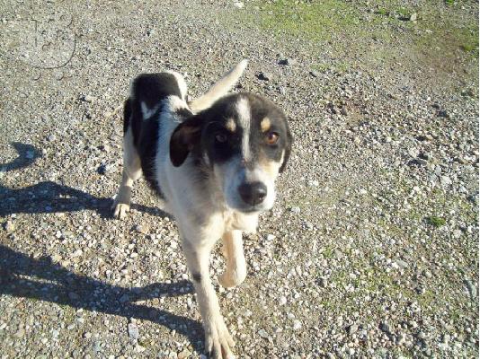 PoulaTo: Μικροσωμο σκυλακι χαριζεται