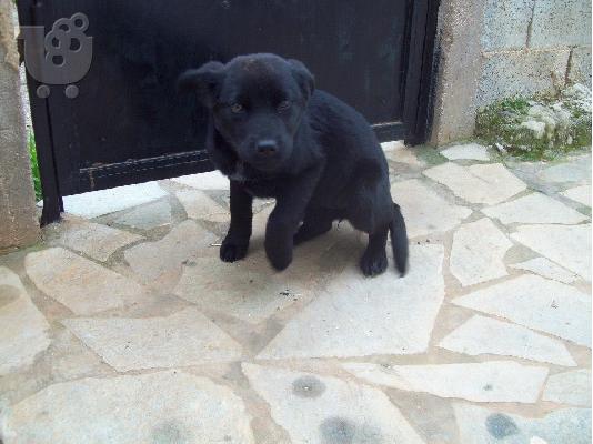 Κουταβακια ψαχνουν οικογενειες