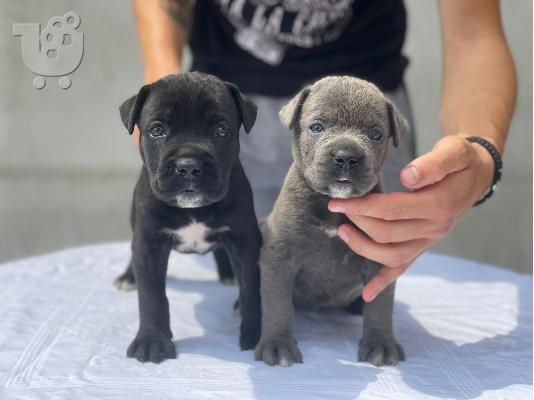 Cane Corso κουτάβια προς πώληση