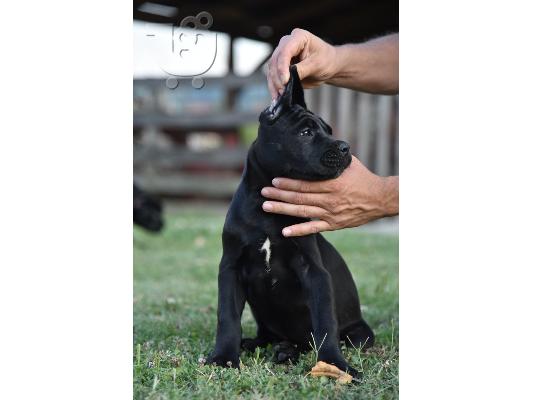 Cane Corso κουτάβια