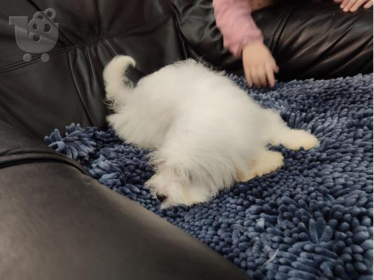Coton de Tulear / Πεκίνου κουτάβια