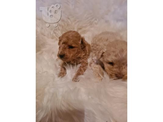 Maltipoo κουτάβια προς πώληση