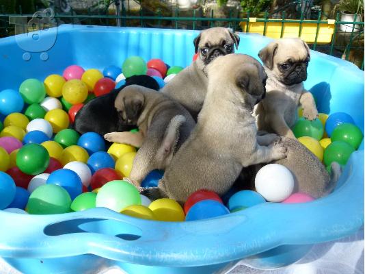 PoulaTo: Το σπίτι έθεσε Pug κουτάβια για rehoming