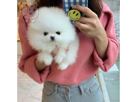 Εξαιρετικά κουτάβια φλιτζάνι τσαγιού Pomeranian