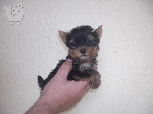 Yorkshire Terrier καθαροαιμα κουταβια αποστολή σε όλη την ελλάδα 6979314054...