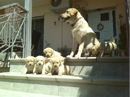 PoulaTo: labrador κουτάβια