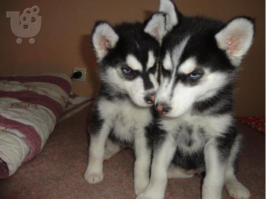 PoulaTo: siberian huski