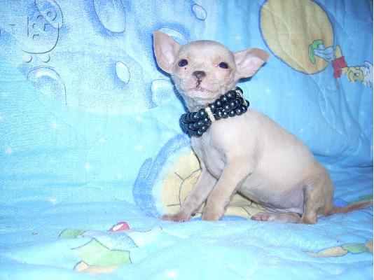 τσιχουαουα τοy