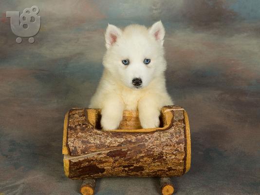 HUSKY SIBERIAN