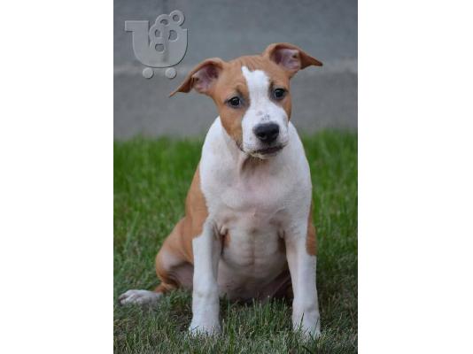 Αμερικανικό Stafford Terrier ΚΟΡΥΦΑΙΑ ΠΟΙΟΤΗΤΑ