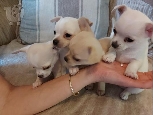 PoulaTo: Ο Μιλ είχε τα πιο εκπληκτικά chihuahuas τ