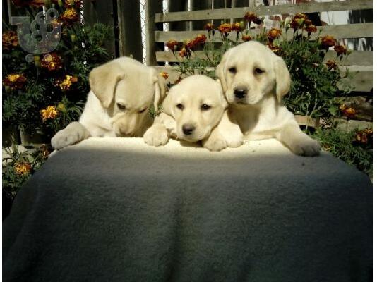 ΛΑΜΠΡΑΝΤΟΡ