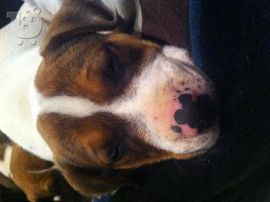 Πωλουνται American amstaff pitbull red nose