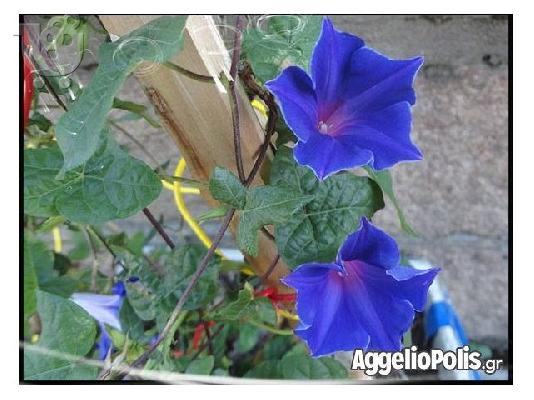 PoulaTo: 30 Σπανιοι Σποροι - Bonsai - Morning Glory
