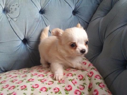 Chihuahua për shitje.