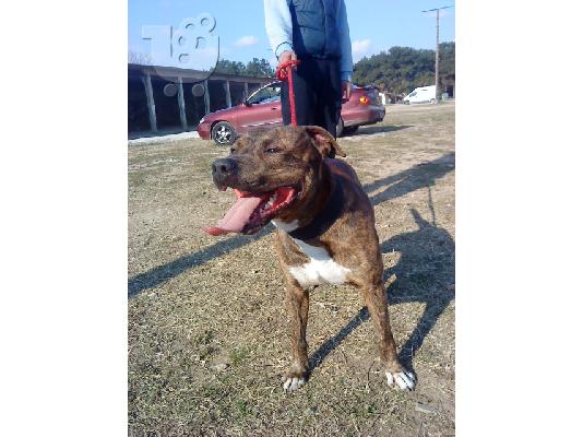 κουταβάκια american pitbull terrier