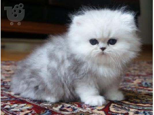 Καθαροαιμο γατακια περσιας chinchilla