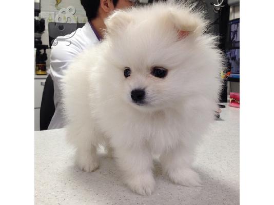 Πομερανικά/pomeranian