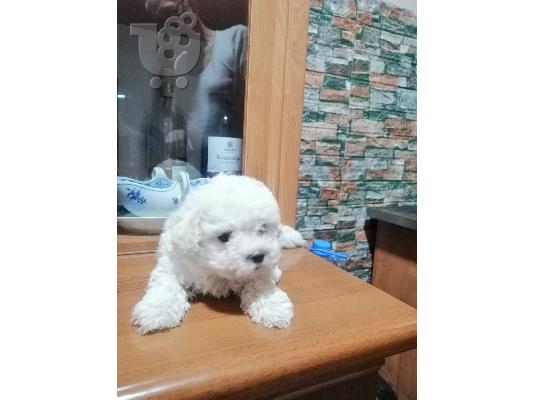 Bichon Frise - Μπισόν Φριζέ