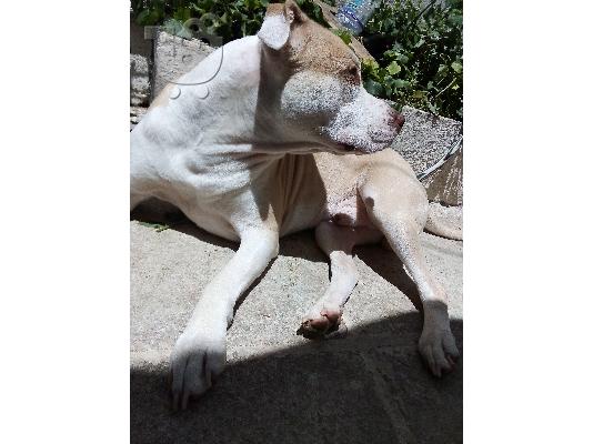 Pit bull red nose