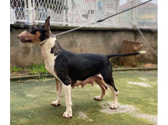 Bull Terrier κουτάβια