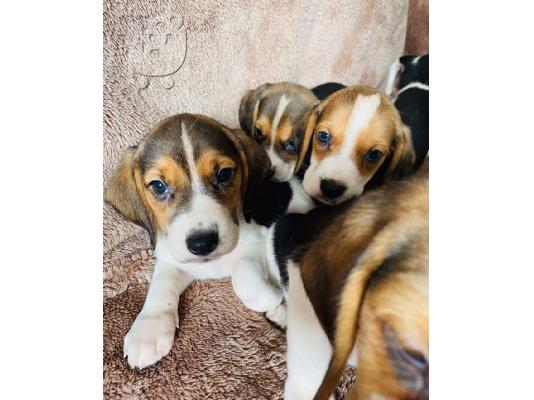 Εδώ παρουσιάζουμε τα υπέροχα κουτάβια μας Beagle έτοιμα...