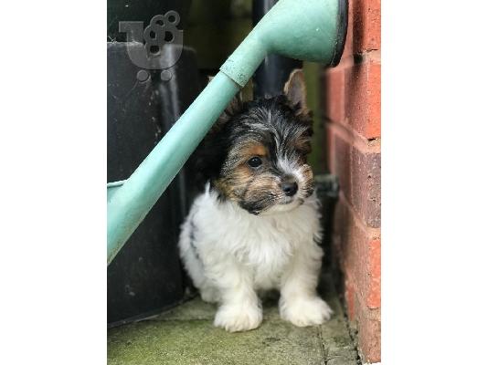 Προσιτά κουτάβια τσαγιού Yorkie προς πώληση