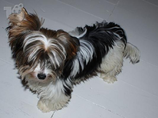 PoulaTo: Yorkshire Terrier σκυλιά και κουτάβια προς πώληση