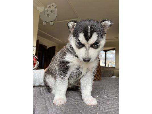 PoulaTo: Pure Breed Siberian HuskyPuppies