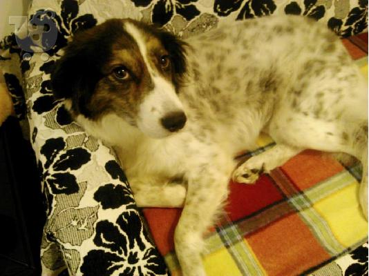 PoulaTo: Σκυλιτσα συντροφιας χαριζεται