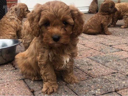 Όμορφα κουτάβια F1 Cavapoos