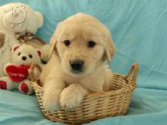 X μάζα τεριέ Golden Retriever