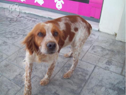 Καθαρομαιμο Επανιελ χαριζεται