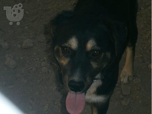 Μεσαιου μεγεθους σκυλακι χαριζεται