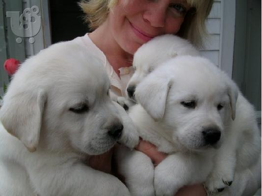 PoulaTo: Golden Retriever κουτάβια έτοιμη